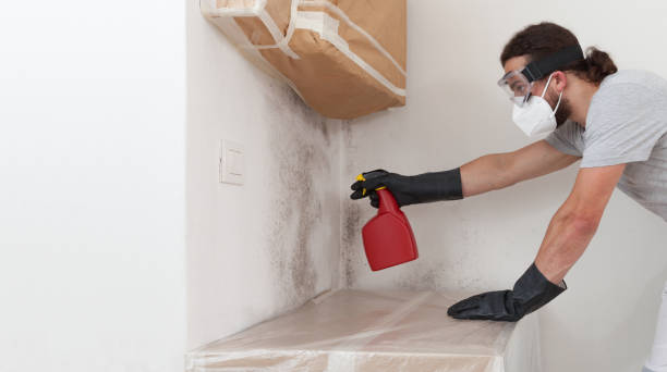 Professional Mold Removal technician working in Upper Black Eddy, PA