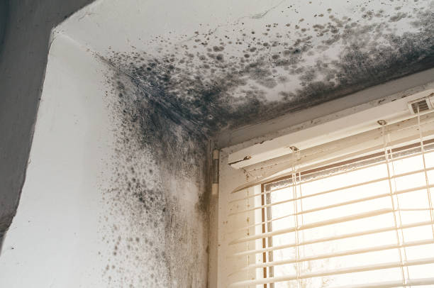 Affordable Mold Removal solutions in Upper Black Eddy, PA